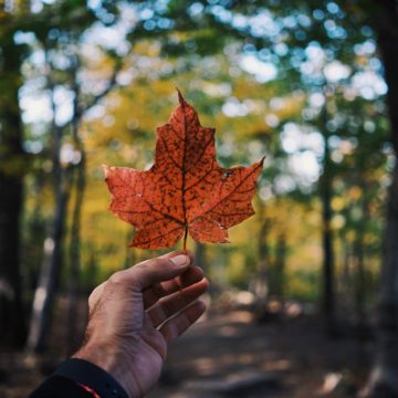 A hand holding a red maple leave in a forest